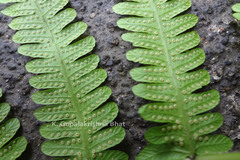 Thelypteris parasitica